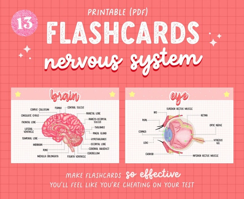 1000+ Medical Bundle, Goodnotes Sticker, Medical Flashcards, Digital Stickers, Anatomy Typography SVG, + 5 Ebooks